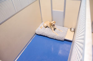 Boarding | Stay Dog Hotel